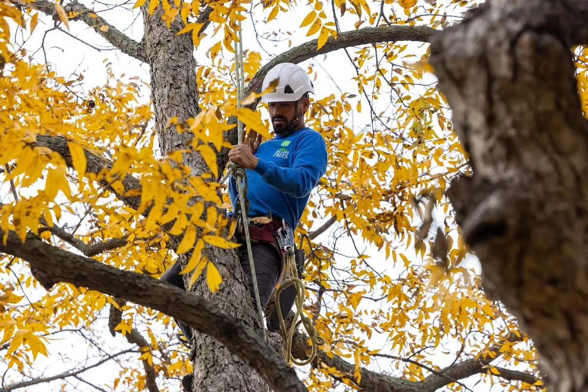 Skilled Storm Damage Cleanup crew working in Millersview